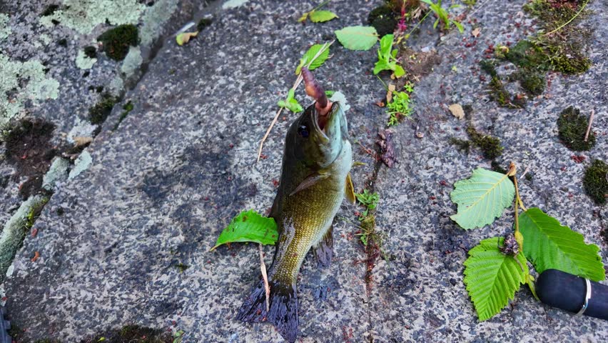 Smallmouth Bass or Smallie jumping to escape, fresh catch on the lake. Sport fish, found in lakes, ponds, rivers in North American freshwater. Family leisure water sports fishing.