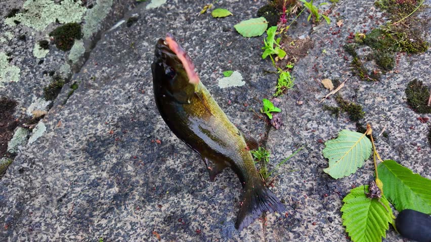 Smallmouth Bass or Smallie jumping to escape, fresh catch on the lake. Sport fish, found in lakes, ponds, rivers in North American freshwater. Family leisure water sports fishing.