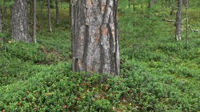Clear pine forest. Clean pine forest with cowberry bushes and red ripe berries. - Powered by Shutterstock - Get 15% off with code: PIKWIZARD15