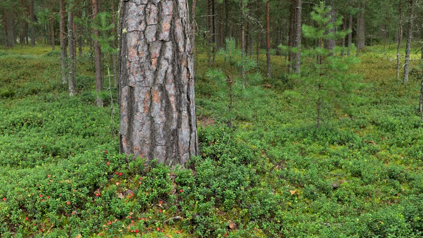 Clear pine forest. Clean pine forest with cowberry bushes and red ripe berries.