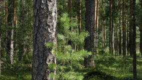 Woodland, Pine tree trunks in forest. Smooth trunks of pine trees in the forest. - Powered by Shutterstock - Get 15% off with code: PIKWIZARD15
