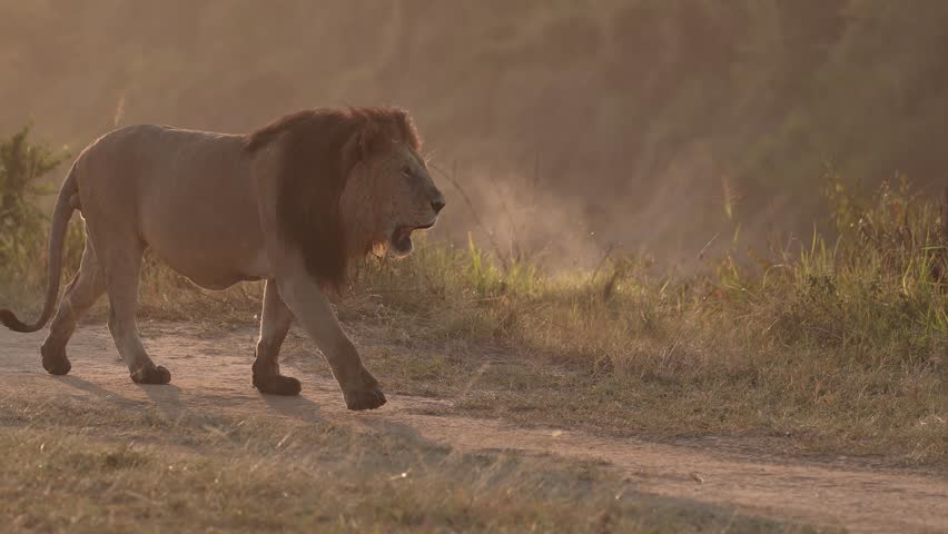 A lion at sunrise in the Maasai Mara