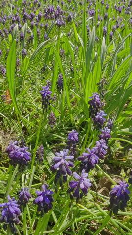Vertical footage, The camera moves forward over a clearing covered with Grape hyacinth, Muscari commutatum flowers.