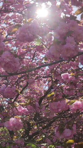 Vertical footage, camera moves forward between the branches of cherry blossom with rose colored flowers against the blue sky on a sunny day, backlit by the sun