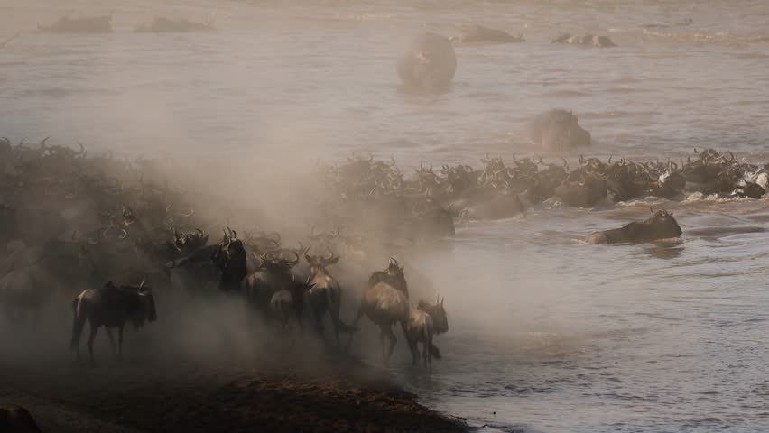 The great migration, wildebeest cross the Mara River in Africa