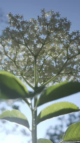Vertical footage, Bottom-up view of white American black elderberry (Sambucus canadensis) swaying in the wind against a blue sky