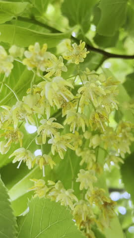 Vertical footage, View from below on flowers of blooming American basswood, also known as an American linden (Tilia americana), sway in the breeze, close-up