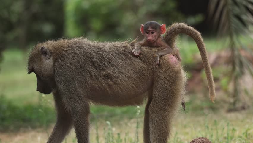 Baboon baby in Amboseli National Park, Africa 