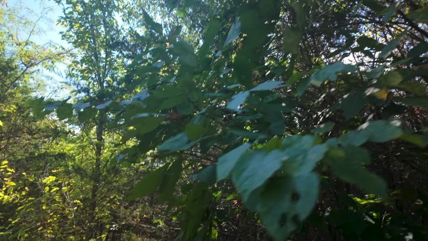 Trail at Fellows Lake in Springfield Missouri.