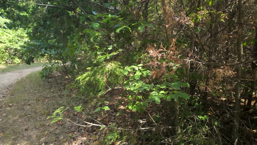 Trail at Fellows Lake in Springfield Missouri.