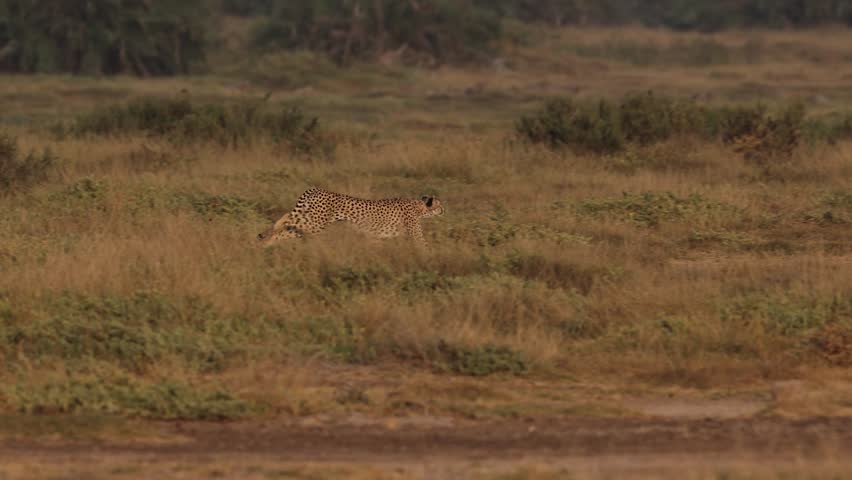Cheetah running full speed hunting a gazelle in Amboseli National Park, Africa 