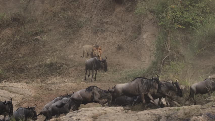 Lion hunting wildebeest in the Maasai Mara during the great migration in Africa 