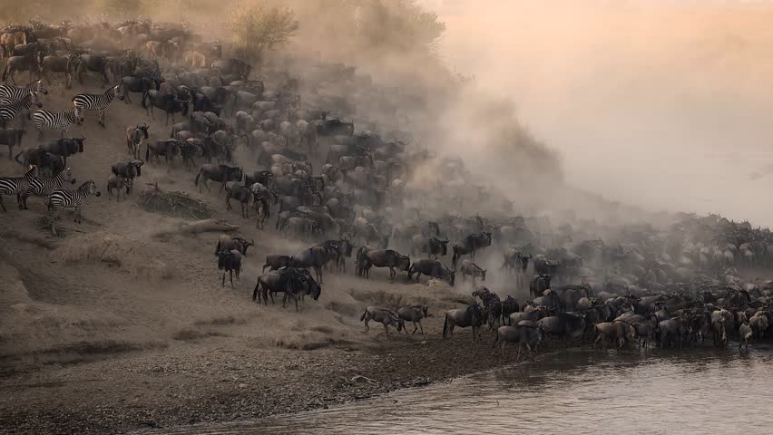 The great migration, wildebeest cross the Mara River in Africa