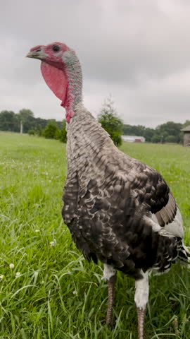 Three Curious Wild Turkeys. Rural scene of three curious wild turkeys in a grassy field. Found in central Illinois, USA.