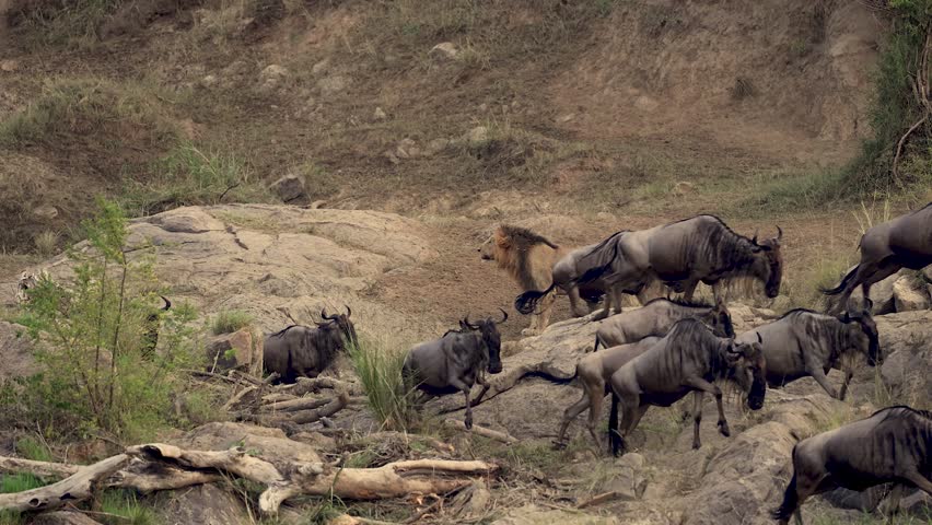 Lion hunting wildebeest in the Maasai Mara during the great migration in Africa 