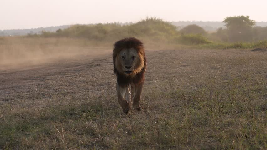 A lion at sunrise in the Maasai Mara