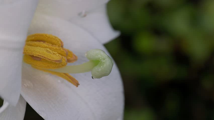 Closeup of pistil and stamens of white wild lily after the rain
