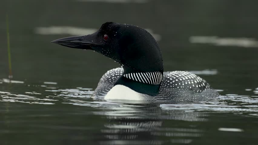 Common loon at sunrise with a chick 