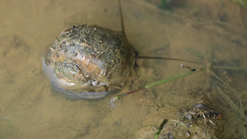 Pomacea canaliculata snail. Other name golden apple snail and channeled apple snail. Its species of large freshwater snail with gills and operculum,  aquatic gastropod mollusc in family Ampullariidae.