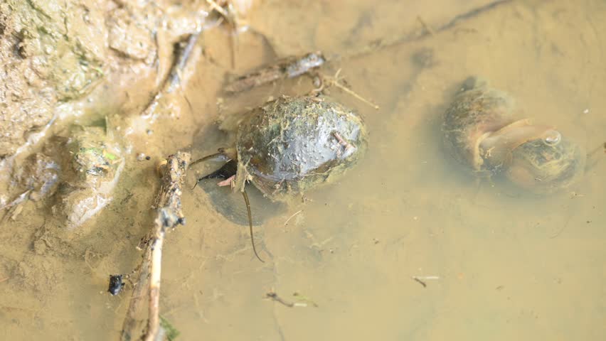 Pomacea canaliculata snail. Other name golden apple snail and channeled apple snail. Its species of large freshwater snail with gills and operculum,  aquatic gastropod mollusc in family Ampullariidae.