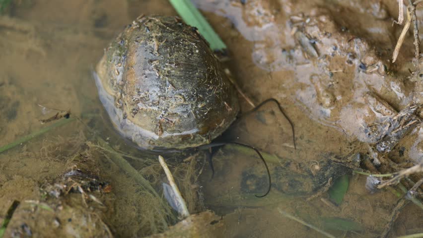 Pomacea canaliculata snail. Other name golden apple snail and channeled apple snail. Its species of large freshwater snail with gills and operculum,  aquatic gastropod mollusc in family Ampullariidae.
