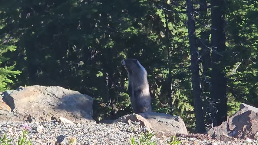 Marmot in the Mountains calling and whistling for his family