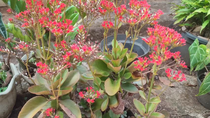 Kalanchoe pinnata plant with red flowers