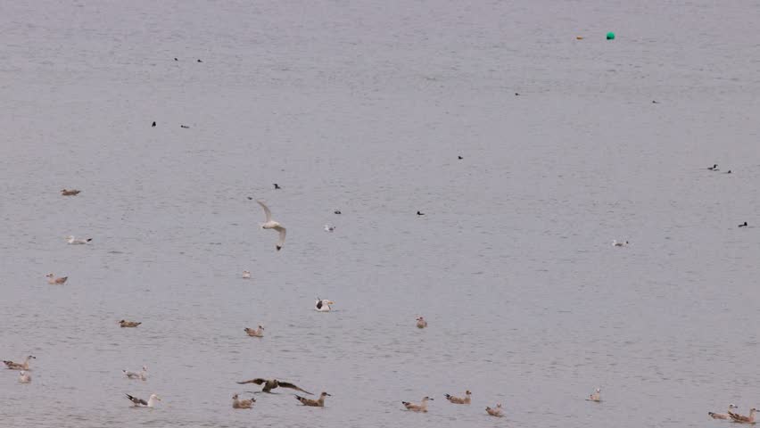 A flock of seagulls actively dive and fish in shallow coastal waters under overcast lighting, with gentle camera panning and a tranquil atmosphere