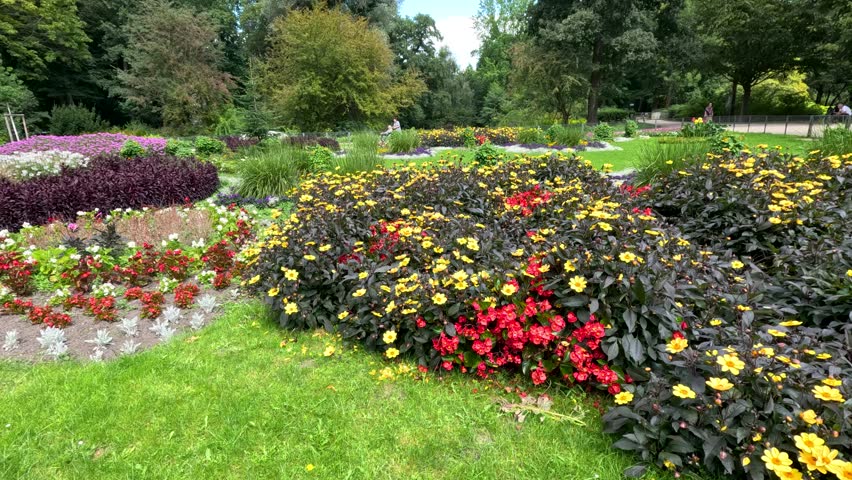 Camera slowly pans over vibrant Turnera ulmifolia flower beds in a lush Berlin park, capturing colorful blooms, greenery, and natural daylight