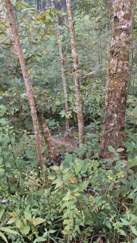 Morning sunlight bathes the coffee farm, highlighting vibrant leaves and red cherries ready for harvest in this tropical paradise
