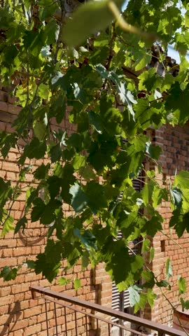 A serene moment unfolds as vibrant vine leaves sway gently in the breeze, casting playful shadows on the warm, textured brick wall. Nature