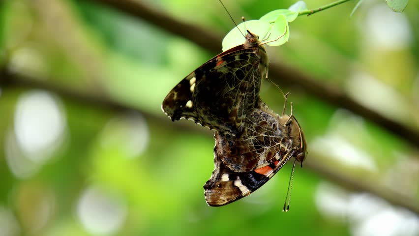 This closeup wildlife footage captures a mating pair of Red Admiral butterflies (Vanessa atalanta) hanging delicately on a green plant in the lush monsoon forest.