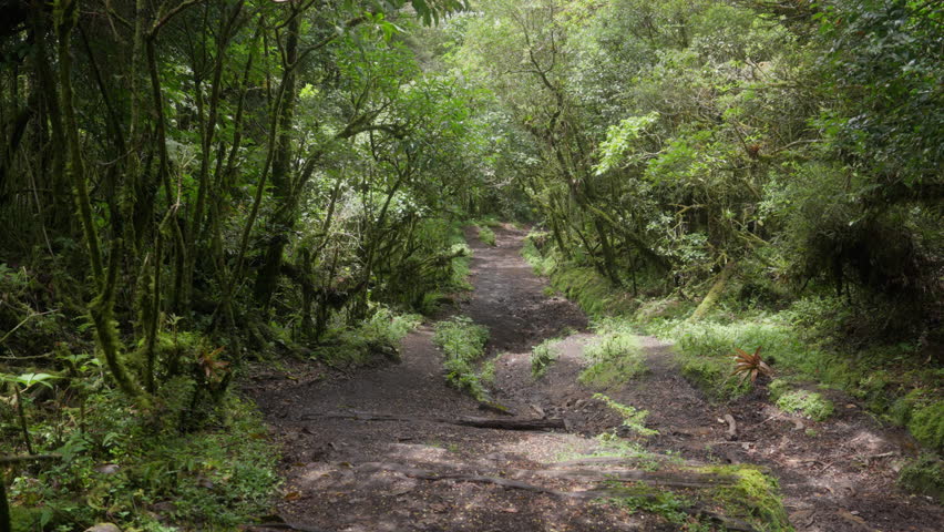 Narrow hiking trail through lush cloud forest