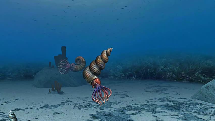 3D animation of ammonites showing their spiral shells and movement in prehistoric marine environments.