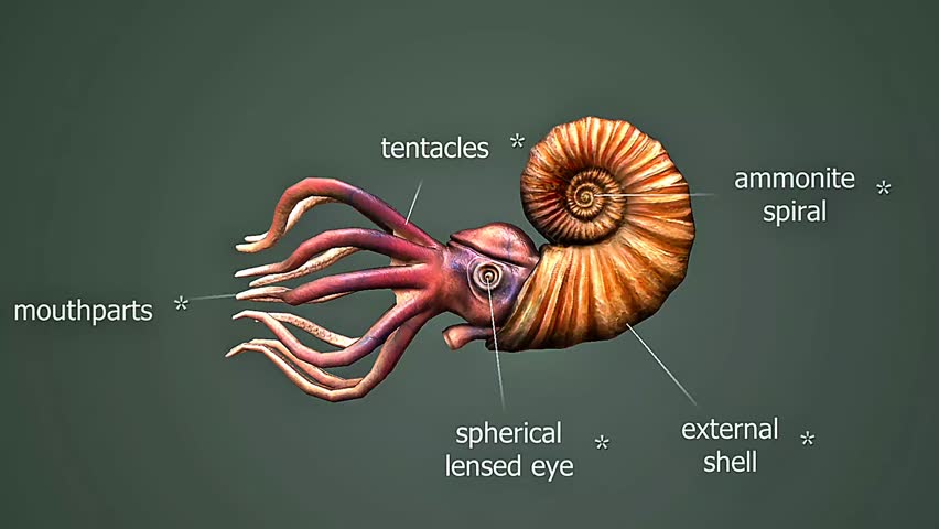 3D animation of Asteroceras ammonite showing its coiled shell structure and prehistoric marine habitat.