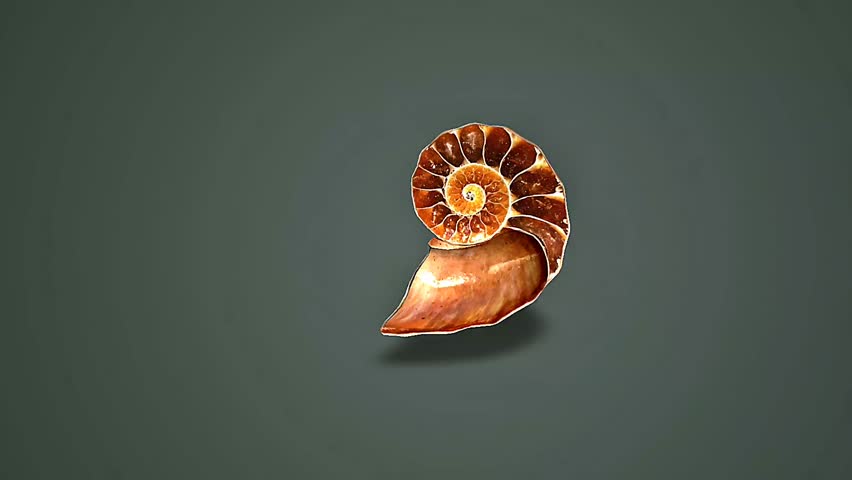 3D animation of ammonite fossil showing its spiral shell structure and ancient marine origin.