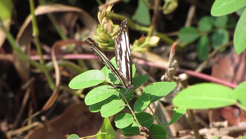 Black butterfly perched on green leaf, insect video
