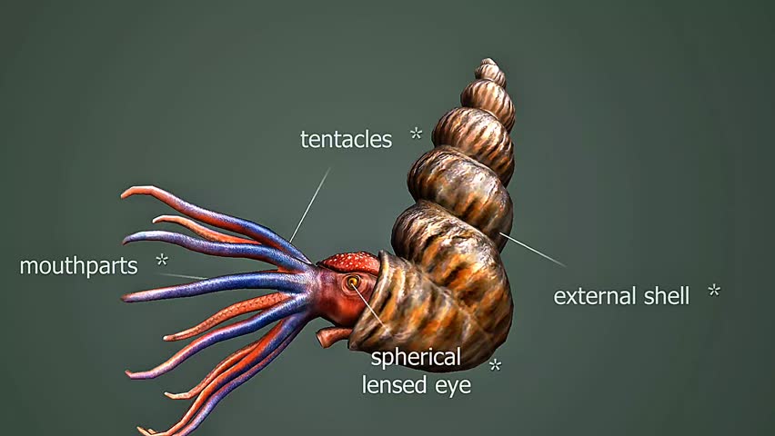 3D animation of Bostrychoceras ammonite showing its twisted shell shape and ancient ocean habitat.
