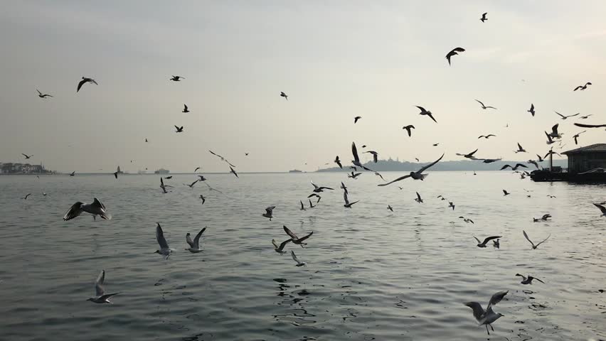 Flock of seagulls flying over the Bosphorus Strait in Istanbul,Turkey, with the city skyline in the background. Birds soar gracefully above the blue water on a sunny day