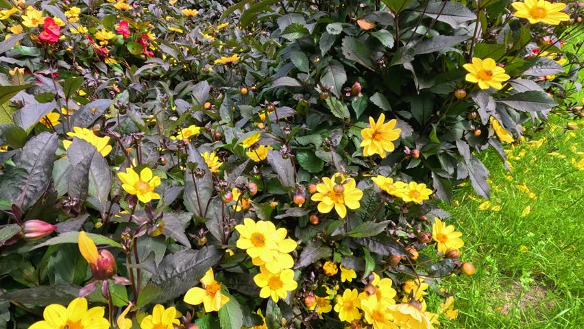 A bee moves among vibrant yellow Turnera ulmifolia flowers in a lush Berlin garden, captured in bright daylight with smooth camera panning