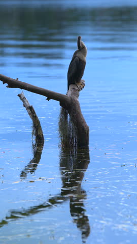 Vertical 4K video of an anhinga bird perched on a branch over calm lake water, preening and grooming its feathers in natural light.
