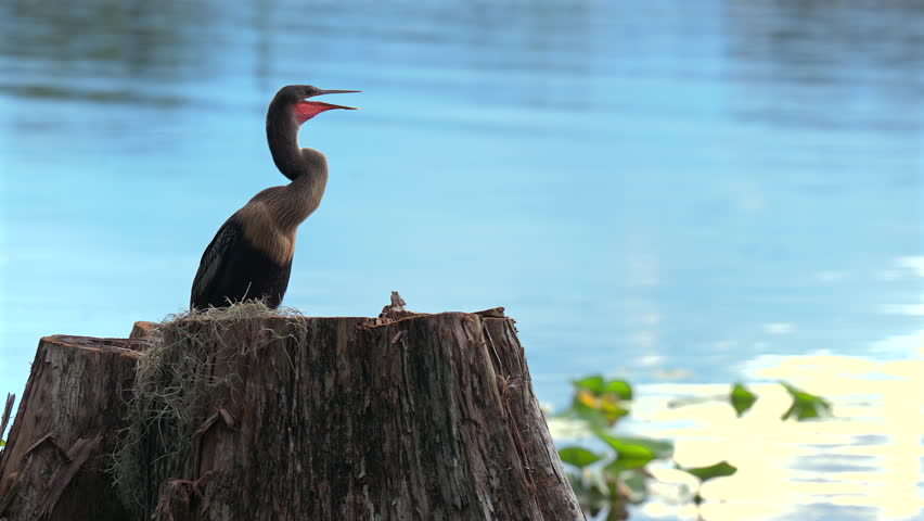 Close-up 4K video of an anhinga perched on a weathered tree stump by a calm lake, turning its head and surveying the surroundings.