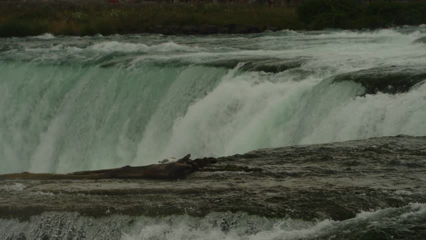 Water surges over the crest of Niagara Falls, rushing past a large piece of driftwood resting on the rocky edge.