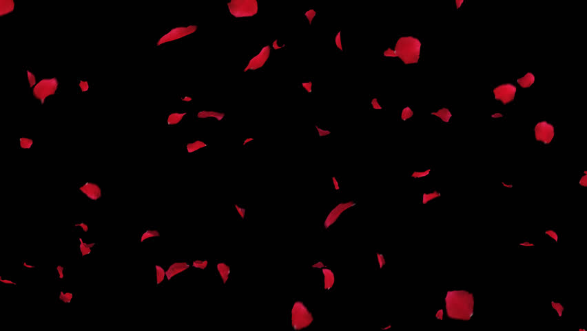 Red Rose Petal Alpha Loop. 3D rendering. Delicate red rose petals gently descend in a continuous, transparent loop, ideal for overlays.