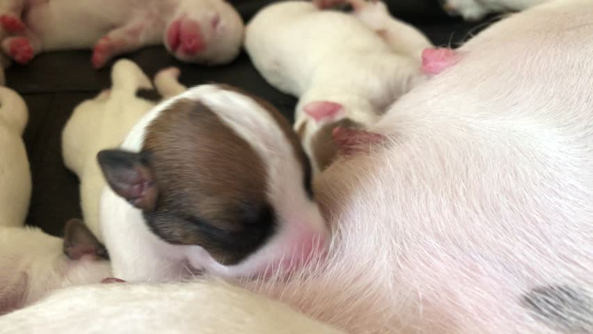 Newborn puppies adorably feeding from their mother inside a kennel. Watch these tiny, sweet pups as they cuddle and nurse, showcasing the beautiful bond between a mother dog and her litter.