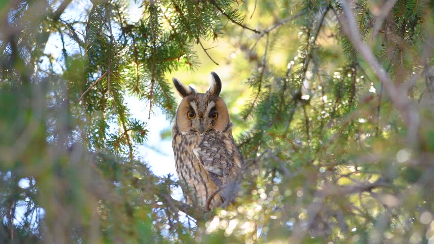 Long Eared Owl on branch