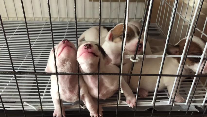 Newborn puppies adorably feeding from their mother inside a kennel. Watch these tiny, sweet pups as they cuddle and nurse, showcasing the beautiful bond between a mother dog and her litter.