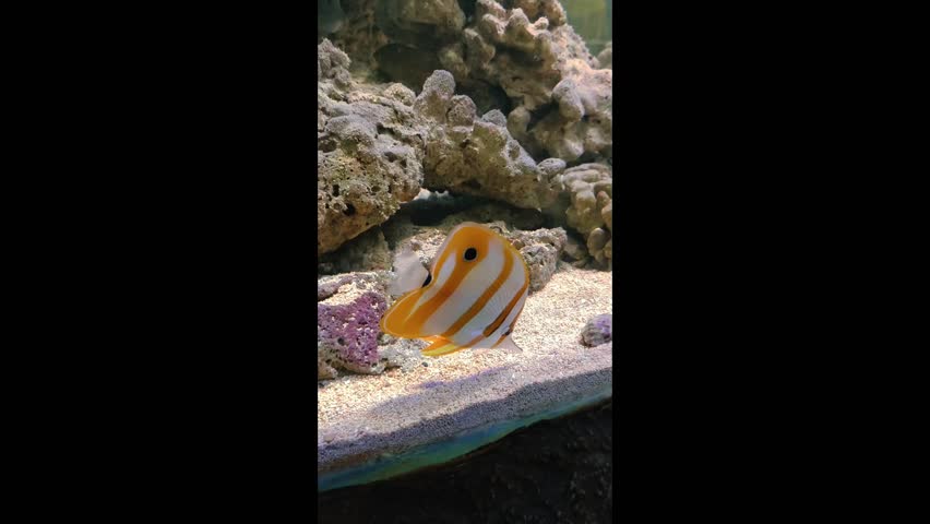 Close-up footage of a vibrant Copperband Butterflyfish (Chelmon rostratus) gracefully swimming among coral formations in a clear saltwater aquarium. The tropical marine fish features striking orange.
