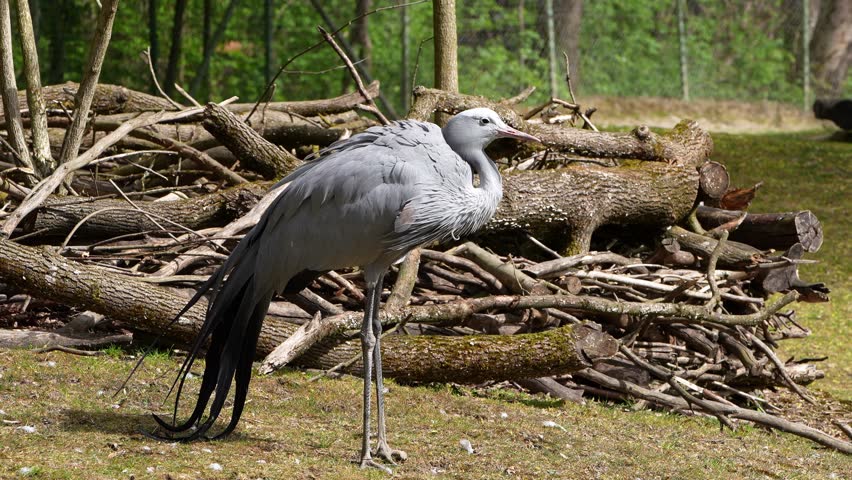 The Blue Crane, Grus paradisea, is an endangered bird specie endemic to Southern Africa. It is the national bird of South Africa