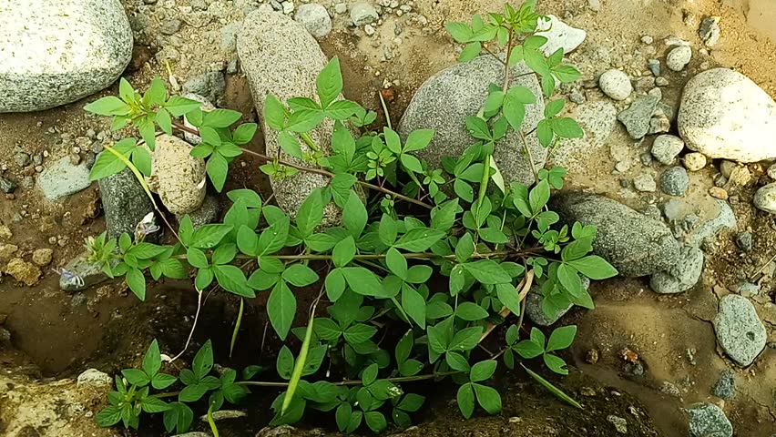 A dense, green-leafed plant that grows among rocks and sandy soil. Cleome rutidosperma is a species of flowering plant in the family Cleomaceae and is a host for the butterfly Leptosia nina (Pieridae)